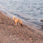 Le mystère de la raison pour laquelle les chiens enterrent leurs os