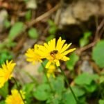 Le lien environnement-économie – une perspective historique