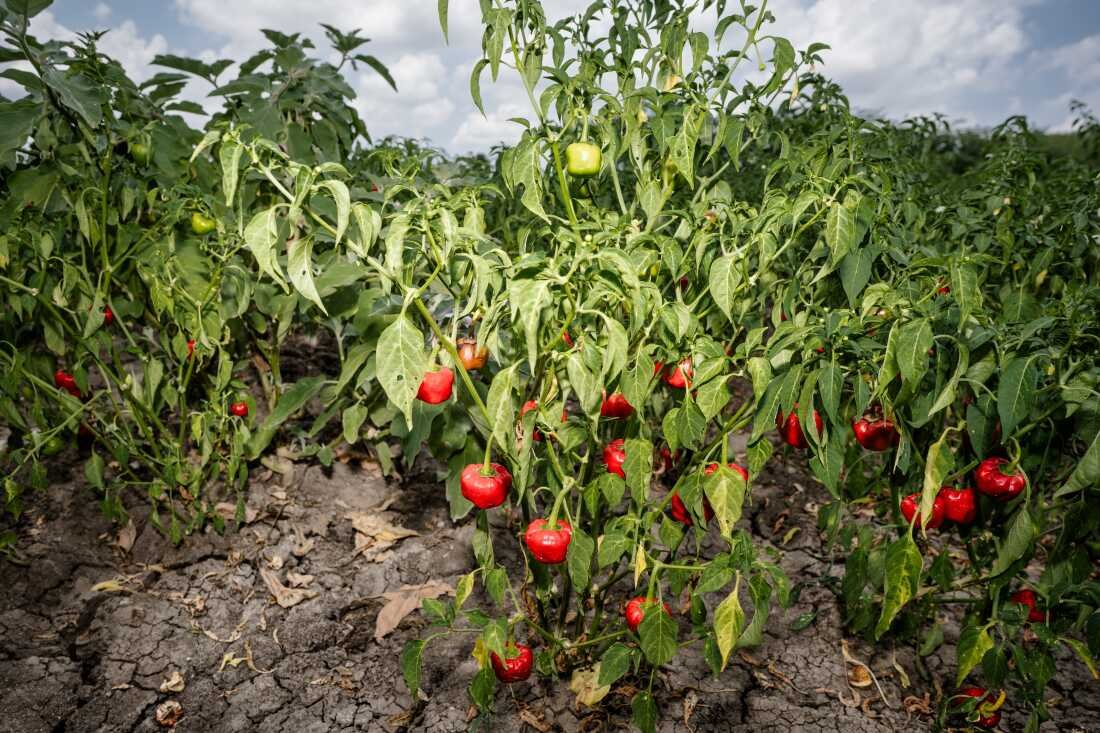 Mundu chiles are grown in the hot, dry region of Ramanathapuram in southern India, where the crop plays a key role in the local economy.