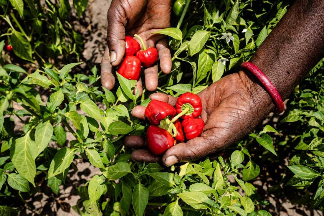 Rasakumari, 60, from the town of Mudululathur, picks chile on her husband's lands in the late morning sun. She has done so, for the last 30 years. Even relatively prosperous farmers can face challenges, she says. Last year, unseasonal rains caused a nearby lake to overflow its banks, eating into 7 acres of cultivable land.