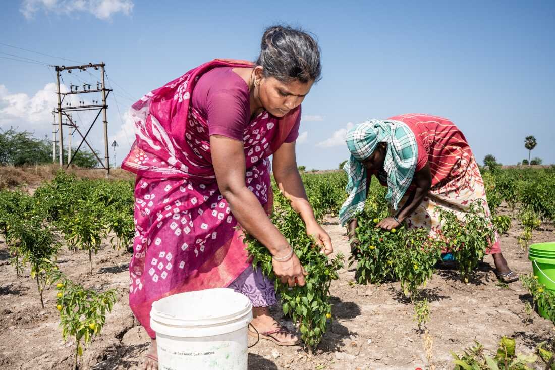Vasuki, 38, and Victoria, 39, pluck chiles in the late morning sun, in the fields of Mattiyarenthal village, Ramanthapuram.