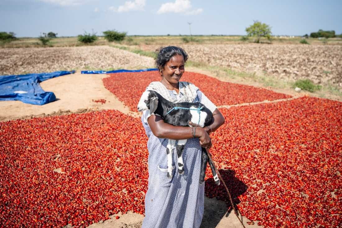 Premalatha, 42, dries chile on a relative's land. She rears two goats and says their droppings enrich the soil. For women who depend on chile to make a living, goats are an important resource for a steady income all year through.