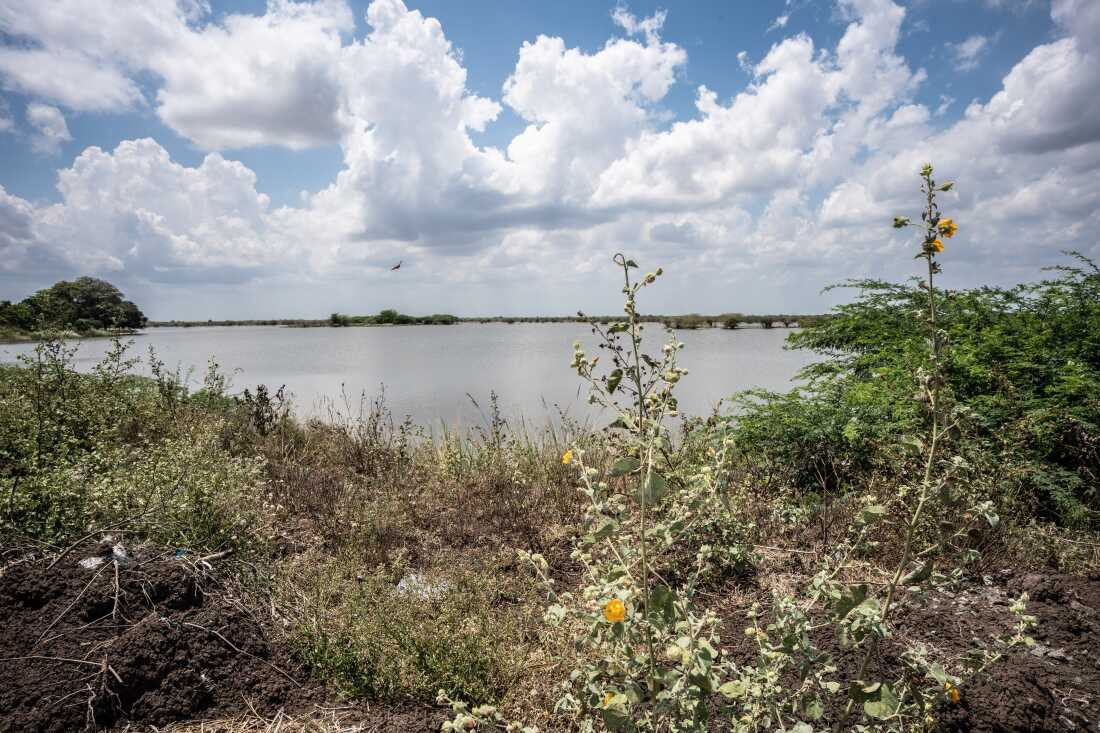 Ramanathapuram is a very dry, hot region and rain water harvesting is done through kanmai’s, a local word for irrigation tanks and naturally occurring lakes that can store freshwater. However, last year, because of untimely rains, the lake near Rasakumari, 60, fields flooded, eating into 7 acres (300,000 square feet) of prime cultivating land. She didn’t have a clear deed to prove ownership, even though her family has cultivated that land for generations, so the government did not compensate her for the loss, she says.