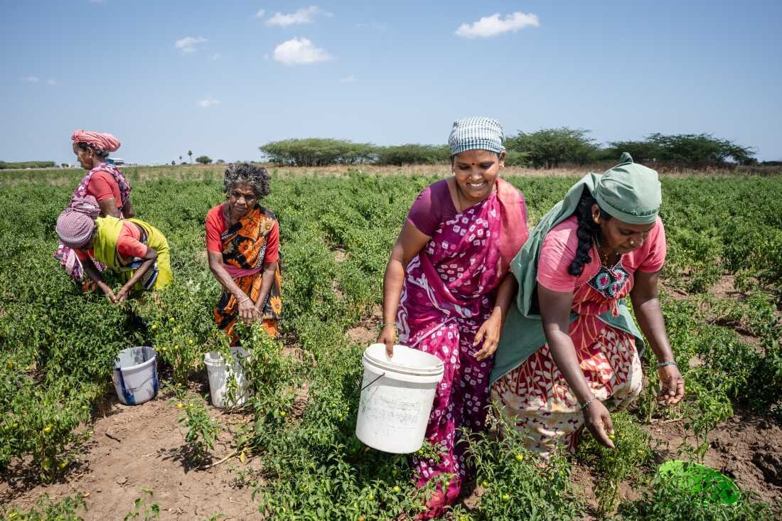 Tamilarusi, 60, Parimala, 55, Malaiammal, 60, Vasuki, 38, and Victoria, 39, pick chiles on a hot March morning in the fields of Mattiyarenthal village, Ramanathapuram.
