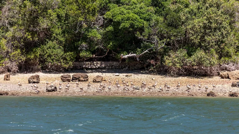 Knysna ZA Knysna River Ufer 2024 2376