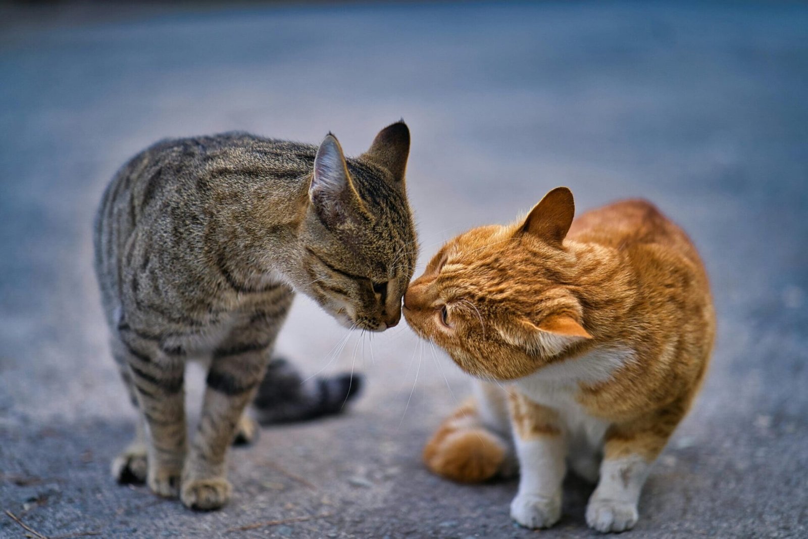 Les chats guérissent-ils vraiment ? – nouvelles