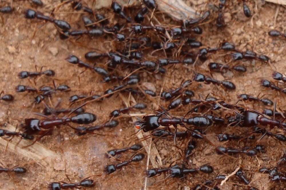 The differing sizes of worker ants, Uganda, East Africa.