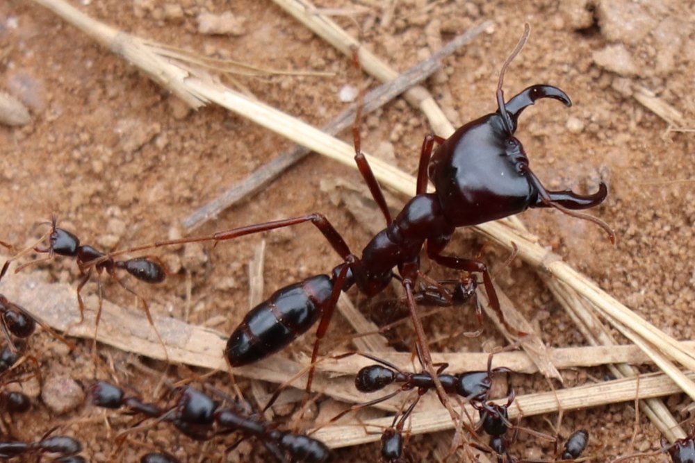 The jaws of a soldier ant, East Africa.