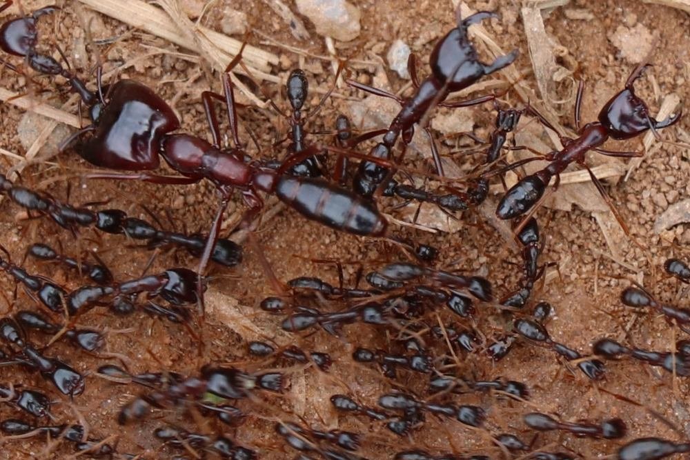Structure within the column of ants, Uganda, East Africa.