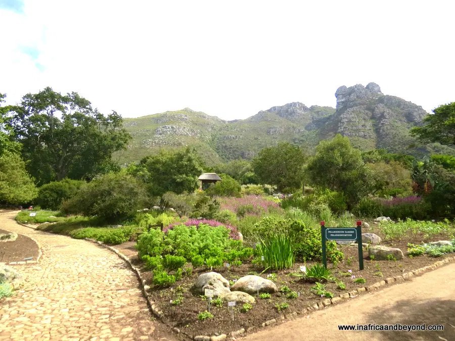 Kirstenbosch Gardens - Best things to do in Cape Town