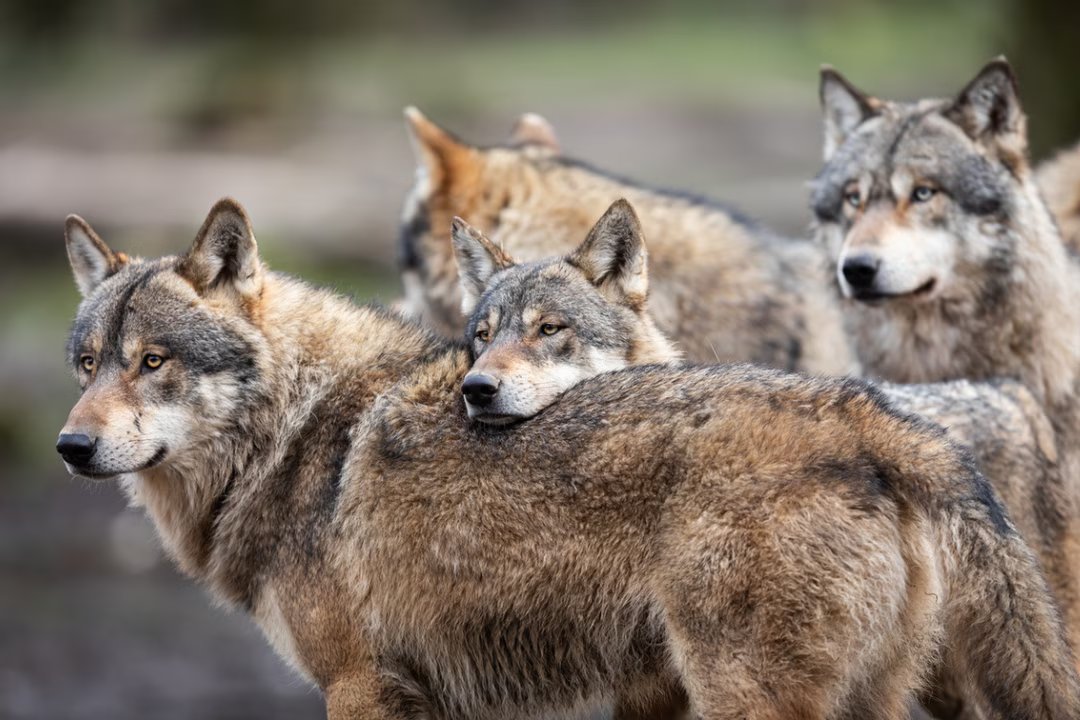 loup chien hybridation