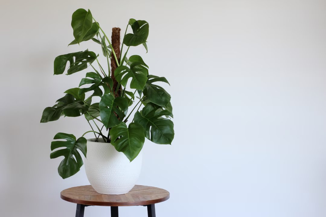 monstera deliciosa plante semaine 5
