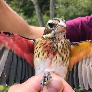 Ce cardinal à poitrine rose présente chacune des deux couleurs distinctes des deux sexes. Son côté droit s'affiche mâle, pendant que son côté gauche a des caractéristiques femelles. © Annie Lindsay, Carnegie Museum of Natural History