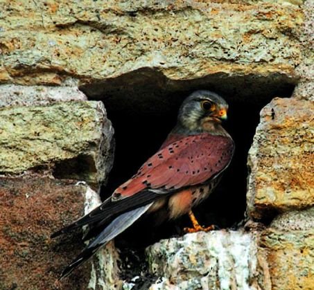 Le faucon crécerelle affectionne les abris haut perchés : arbres isolés, parois rocheuses ou grands édifices urbains. Il se nourrit de rongeurs, de petits oiseaux et de gros insectes.