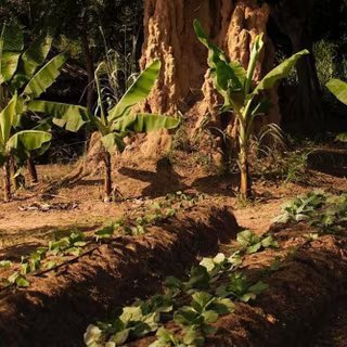 Les modèles d'agricultures durables sont nombreux, mais ils n'ont pas les mêmes pratiques et objectifs. © Raphaël Belmin, Fourni par l'auteur