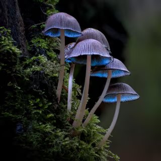 Une nouvelle étude révèle de nouvelles capacités insoupçonnées des champignons ! © Karim, Adobe Stock