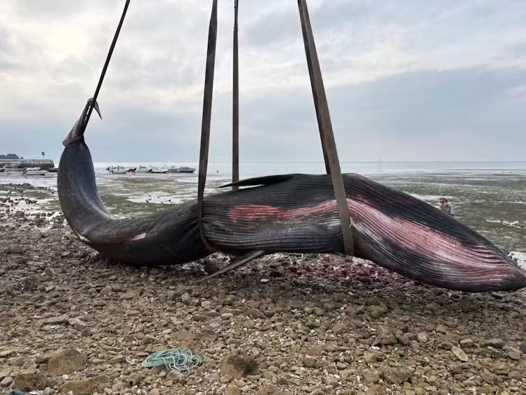 Rorqual boréal échoué sur l’île de Ré le 29 mai 2026