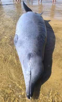 Mésoplodon de True échoué à Capbreton le 28 mai 2026