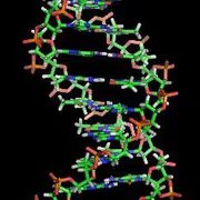 Des gènes portés par un même chromosome mais pourtant distants peuvent être coordonnées par une organisation spatiale jusqu'alors inconnue des bâtonnets d'ADN. Jusque-là, on pensait grossièrement que la structure des chromosomes importait peu, mais que l'expression génique dépendait de la présence de régulateurs (activateurs ou inhibiteurs). Cette vision des choses était seulement partielle. © Zephyris, Wikipédia, cc by sa 3.0