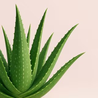 La plante de la semaine : cette succulente transforme la sécheresse en un spectaculaire collier végétal 1 Derrière les longues feuilles cornues de l'aloe vera se cachent bien des secrets... © AA, Bing IA