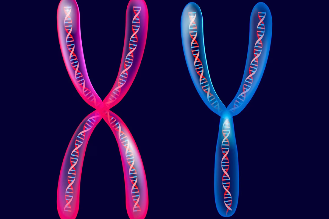 chromosome y evolution espece humaine