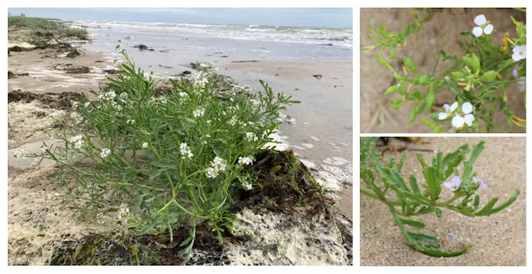 Les halophytes, ces plantes de plage qui résistent contre vents et marées 4 file 20260713 57