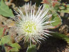 Les halophytes, ces plantes de plage qui résistent contre vents et marées 2 file 20260723 64 sg1uiz