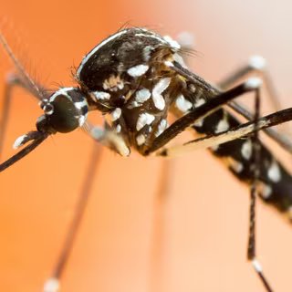Pourquoi relâcher des moustiques tigres pourrait être la clé pour s’en débarrasser. © GordZam, iStock