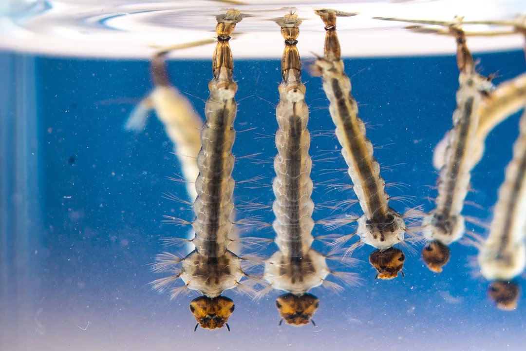 larves moustique tigre