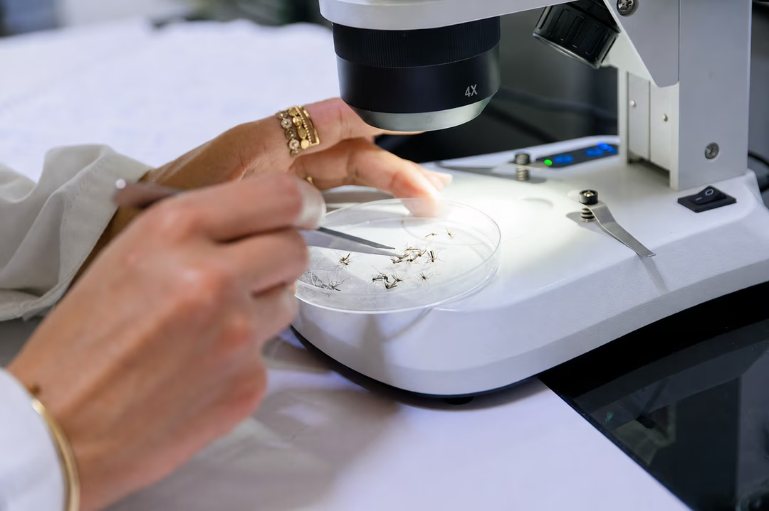 moustique microscope
